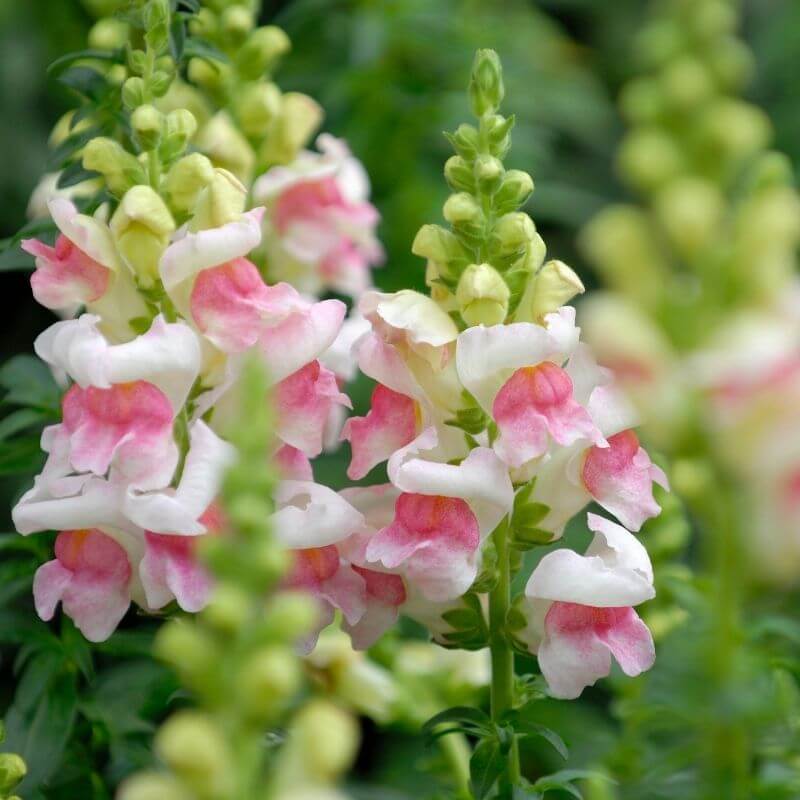 Pink Snapdragons, buying local flowers