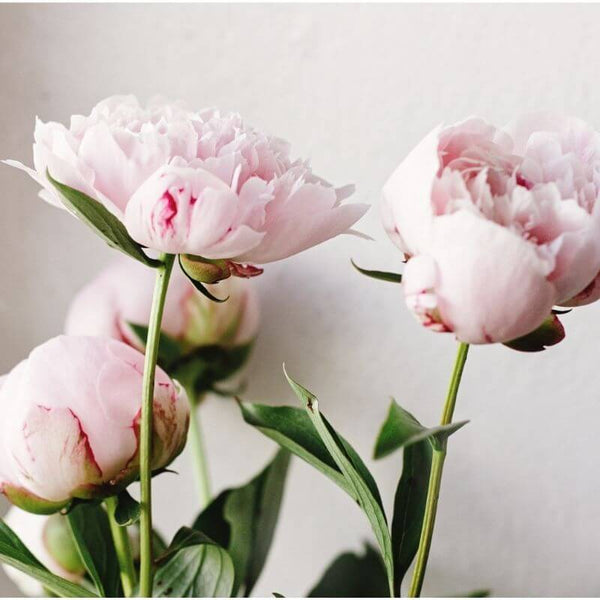 How to get the longest vase life for your flowers